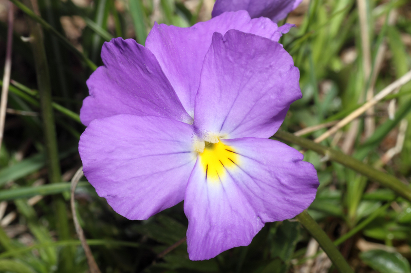 Viola calcarata subsp. villarsiana / Viola di Villars